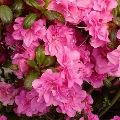 Азалия ПЕТТИКОУТ японская в Витебске