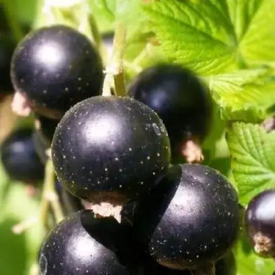 Смородина черная ЧЕРНООКАЯ в Витебске