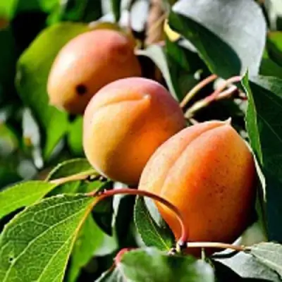 Абрикос БАЙ в Витебске