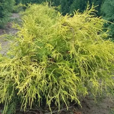 Кипарисовик ФИЛИФЕРА АУРЕА горохоплодный в Витебске