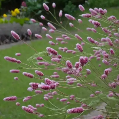 Кровохлебка РОК ЭНД РОЛЛ в Витебске