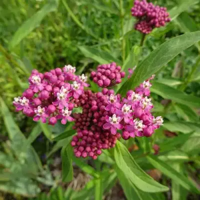 Ваточник МЯСО-КРАСНЫЙ в Витебске