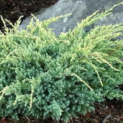 Можжевельник ХОЛГЕР чешуйчатый в Витебске