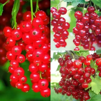 Комплект КРАСНЫЙ УРОЖАЙ в Витебске