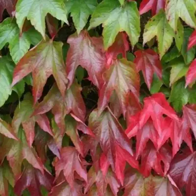 Девичий виноград тройчатый ВИЧИ в Витебске