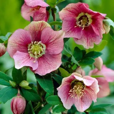 Морозник ВОСТОЧНЫЙ в Витебске