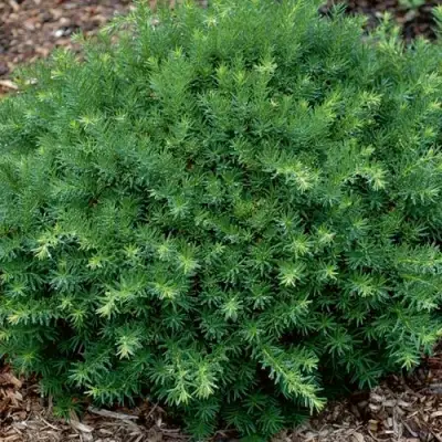 Тис ХИКСИ средний в Витебске