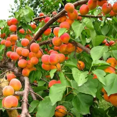 Абрикос ОТБОР АСТАХОВА в Витебске