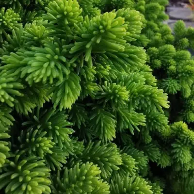 Ель ЛИТЛ ДЖЕМ обыкновенная в Витебске