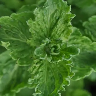 Мята КРИСПА в Витебске