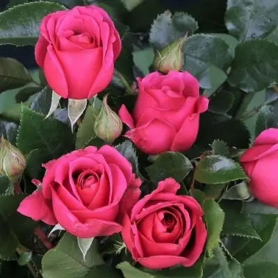 Роза ЛАВ ЛЕТТЕР флорибунда в Витебске