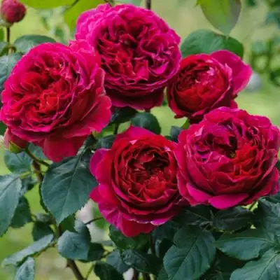 Роза КЕЙТ английская в Витебске