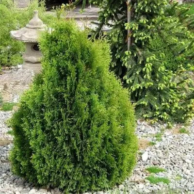 Туя МИКИ западная в Витебске