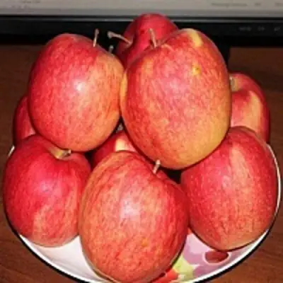 Яблоня ЛИГОЛ в Витебске