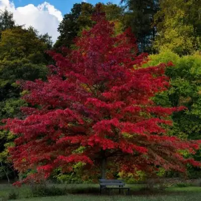 Дуб болотный в Витебске