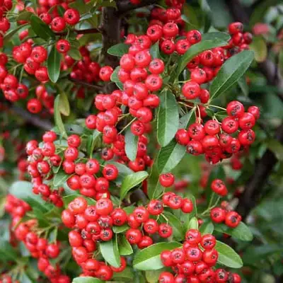 Пираканта РЕД КУИШОН в Витебске