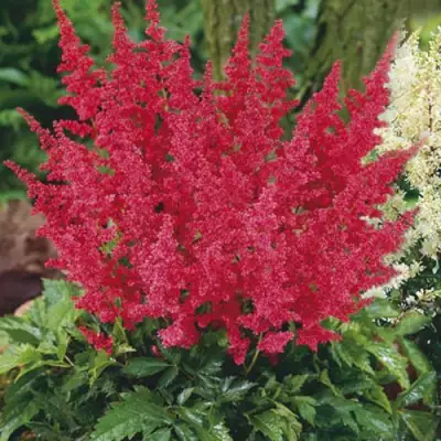 Астильба МОНТГОМЕРИ японская в Витебске