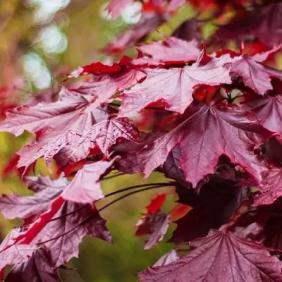Клен РОЯЛ РЕД остролистный в Витебске