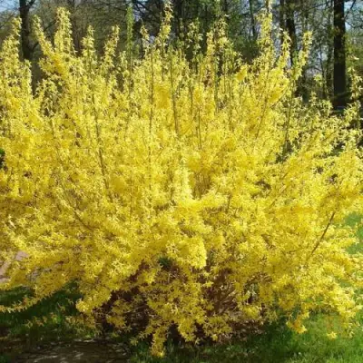 Форзиция ФОРЧУНА в Витебске