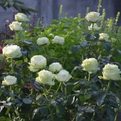 Роза ВАКАНА японская в Витебске