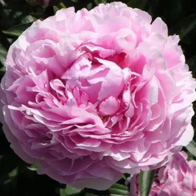 Пион ША-ЛА травянистый в Витебске