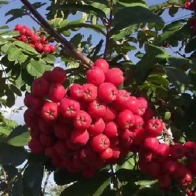 Рябина МОРАВСКАЯ сладкоплодная в Витебске