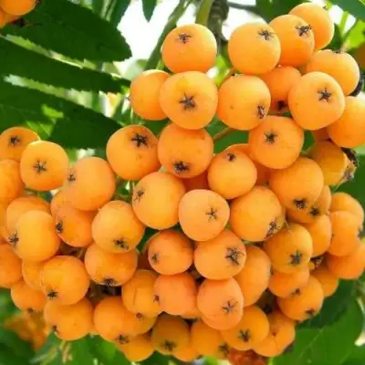 Рябина НЕВЕЖИНСКАЯ ЖЕЛТАЯ сладкоплодная в Витебске