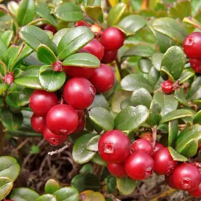 Брусника садовая АМЕРЛАНД в Витебске