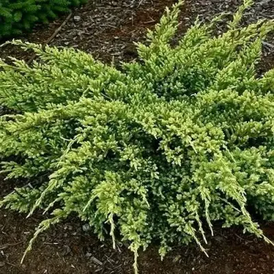 Можжевельник ДРИМ ДЖОЙ чешуйчатый в Витебске