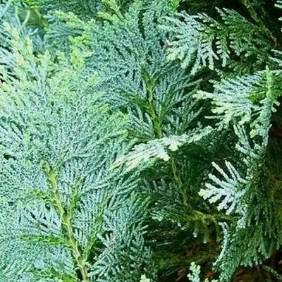 Кипарисовик КОЛУМНАРИС лавсона в Витебске