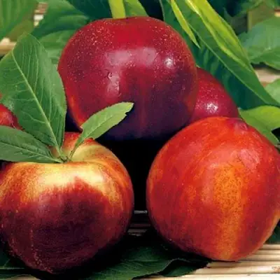 Нектарин СТАРК РЕД ГОЛД в Витебске