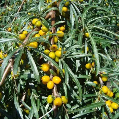 Облепиха ЖЕЛТОПЛОДНАЯ в Витебске