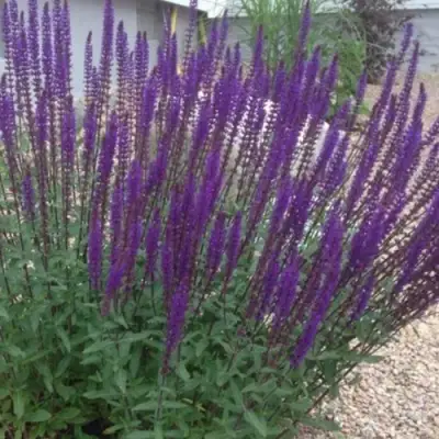 Шалфей КАРАДОНА в Витебске