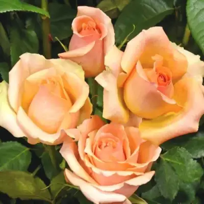 Роза ВЕРСИЛИЯ чайно-гибридная в Витебске