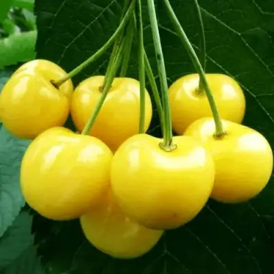 Черешня ПОДСНЕЖНИК в Витебске