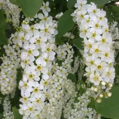 Черемуха САМОПЛОДНАЯ в Витебске