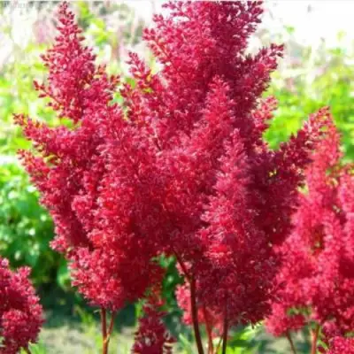 Астильба СКАЙСКРЕЙПЕР китайская в Витебске