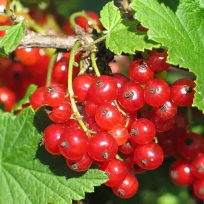 Смородина красная РАЧКОВСКАЯ в Витебске