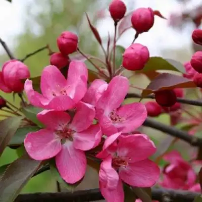 Яблоня РУДОЛЬФ декоративная  в Витебске