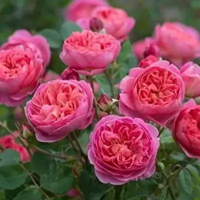 Роза БЕНДЖАМИН БРИТТЕН шраб в Витебске