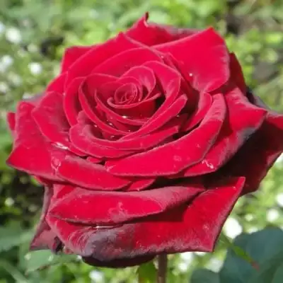 саженцы розы Гранд Гала