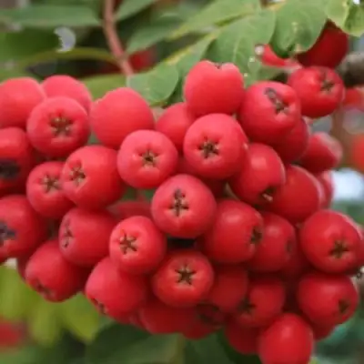 Рябина АЛАЯ КРУПНАЯ сладкоплодная в Витебске