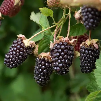 Ежемалина БОЙСЕНБЕРРИ в Витебске