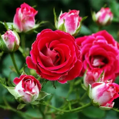 Роза ШОНЕ КОБЛЕНЦЕРИН флорибунда в Витебске