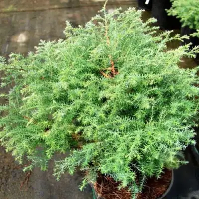 Кипарисовик СКВАРРОЗА горохоплодный в Витебске