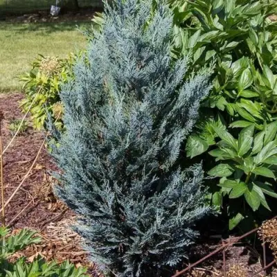 Кипарисовик ДАРТС БЛЮ РИББОН лавсона в Витебске