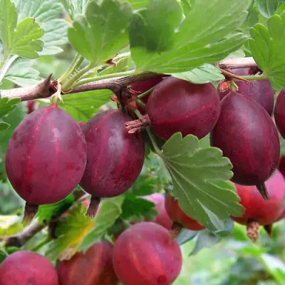 Крыжовник ХИННОМАКИ РОТ в Витебске