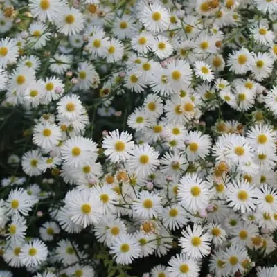 Болтония СНОУБЭНК в Витебске