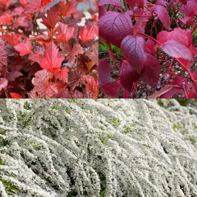 Комплект ЖИВАЯ ИЗГОРОДЬ в Витебске