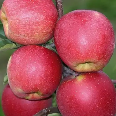 Яблоня ЧЕМПИОН в Витебске